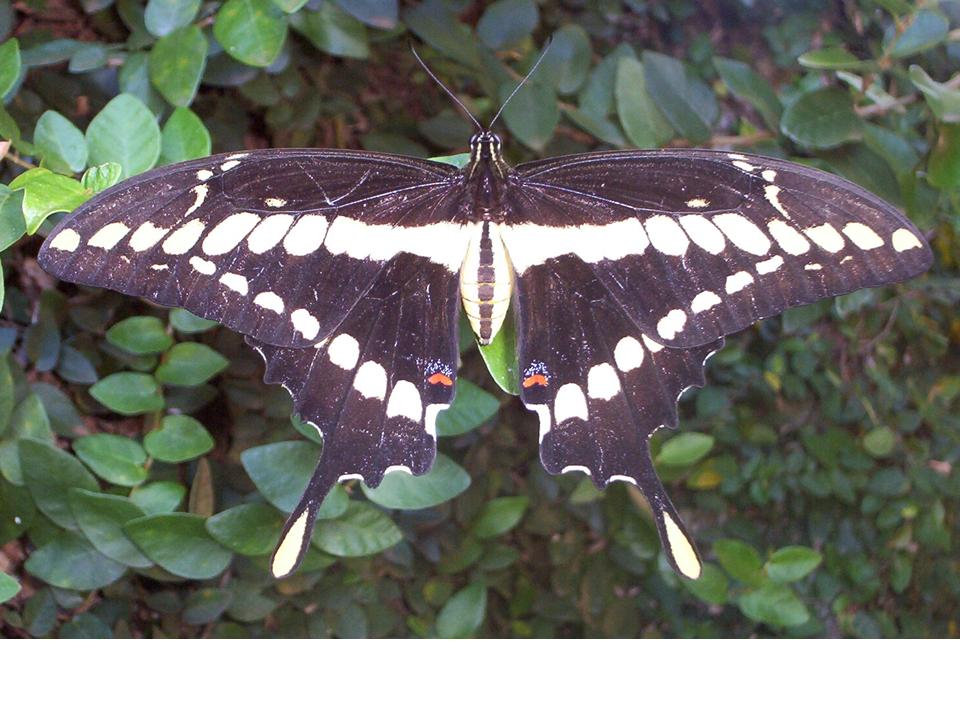 FIGURE 9 FIGURE 9